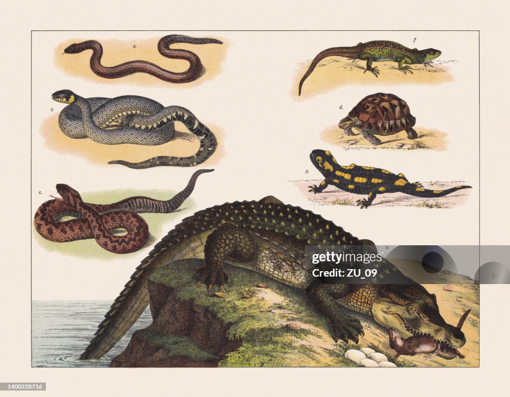 Reptiles and amphibians, chromolithograph, published in 1891