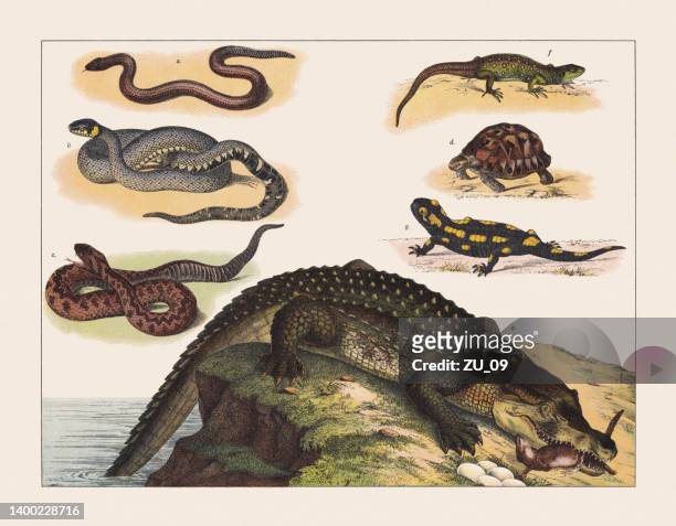 reptiles and amphibians, chromolithograph, published in 1891 - brown snake stock illustrations