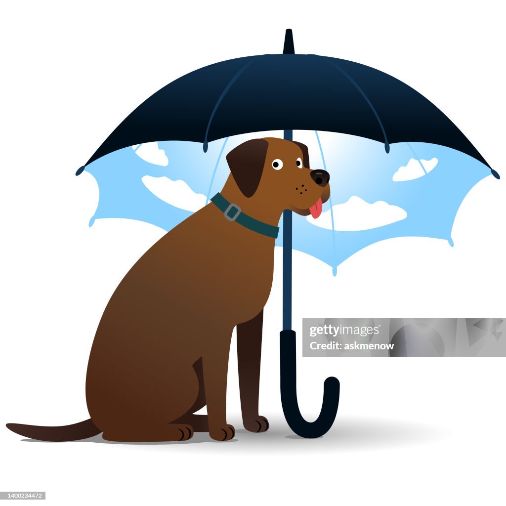 Dog sitting under umbrella
