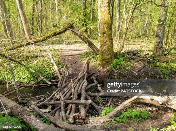 Bog Bridge Photos and Premium High Res Pictures - Getty Images