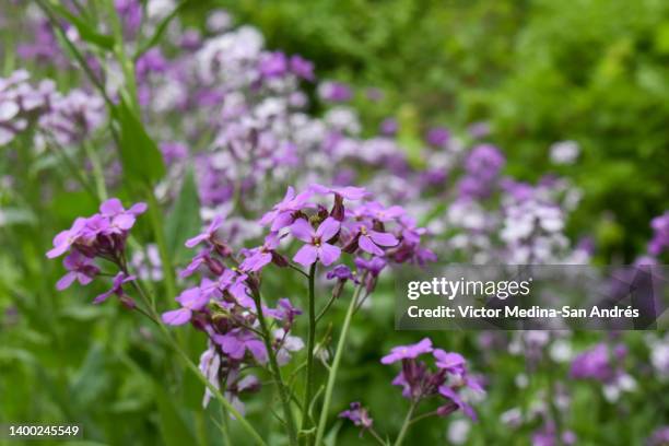 dame's rocket - violacciocca antoniana foto e immagini stock