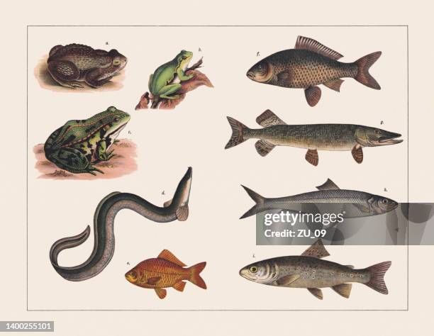 amphibien und fische, chromolithographie, veröffentlicht 1891 - meeresfisch stock-grafiken, -clipart, -cartoons und -symbole