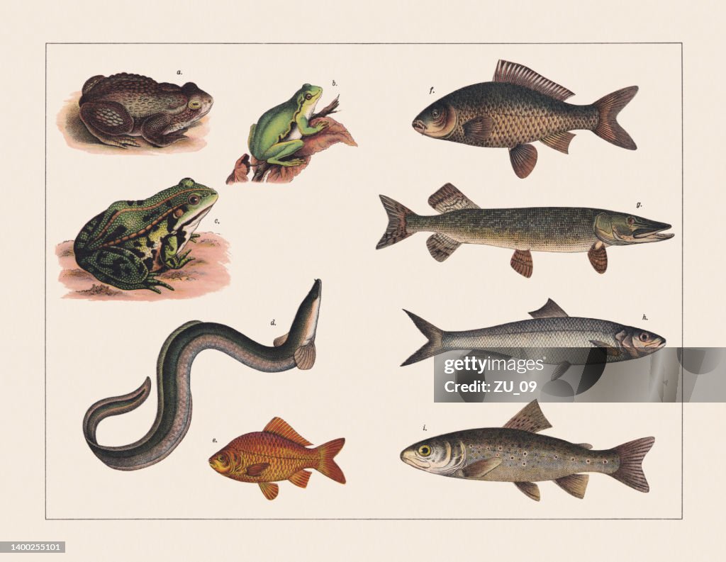 Amphibians and fish, chromolithograph, published in 1891