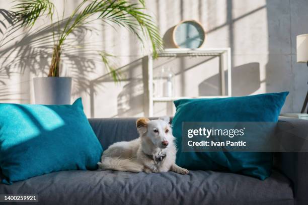 dog lying on a sofa in the living room - pampered pets stock pictures, royalty-free photos & images