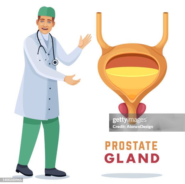 453 Male Anatomy Prostate Stock Photos, High-Res Pictures, and Images ...
