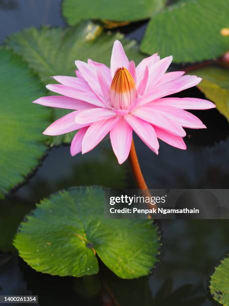 soft pink flower water lily plantae, sacred lotus, bean of india, nelumbo, nelumbonaceae name flower in pond large flowers oval buds pink tapered end center of the petals are bloated green large leaves stalk rod lengthy environment nature background in po - aquatic center stockfoto's en -beelden