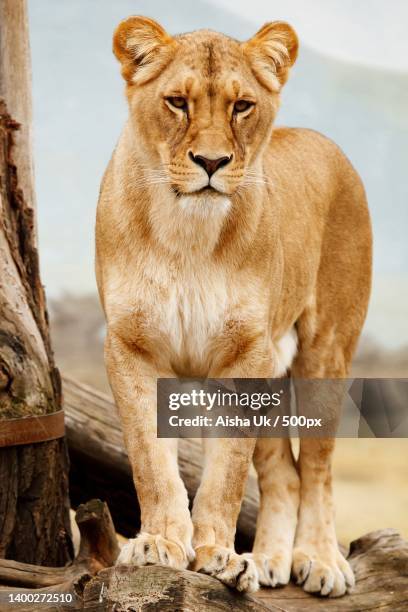 lion,portrait of lioness standing on field - lion lioness stock pictures, royalty-free photos & images