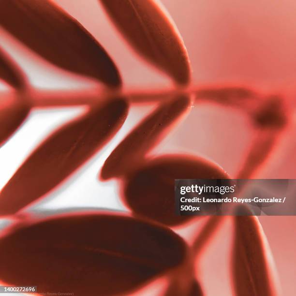 full frame shot of red plant,mexico - leonardo reyes stock pictures, royalty-free photos & images