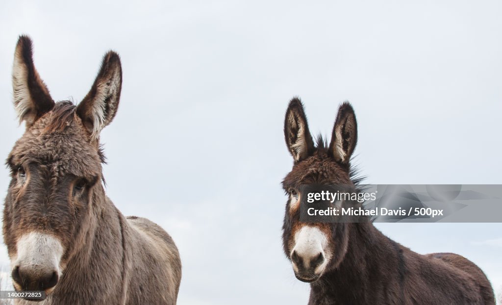 Portrait of two mules standing against clear sky