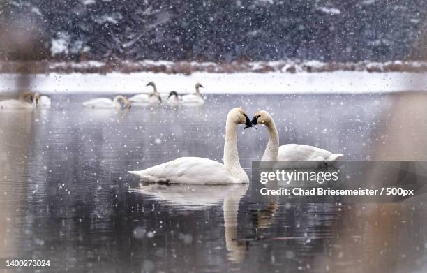 portrait of two white swans in the snow swimming in lake,clear lake,wisconsin,united states,usa - whooper swan stock-fotos und bilder