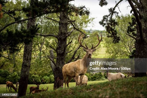 wild deer grazing in the forest - cervo foto e immagini stock