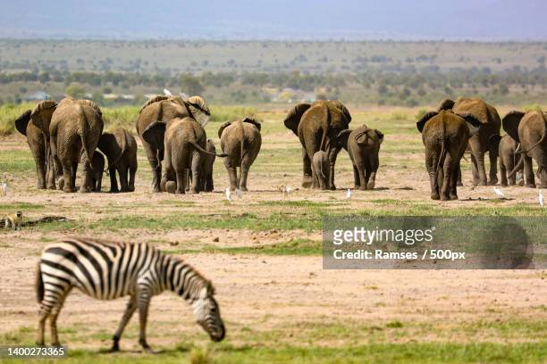 rear view of a herd of elephants and one zebra grazing during day - reizen stock pictures, royalty-free photos & images