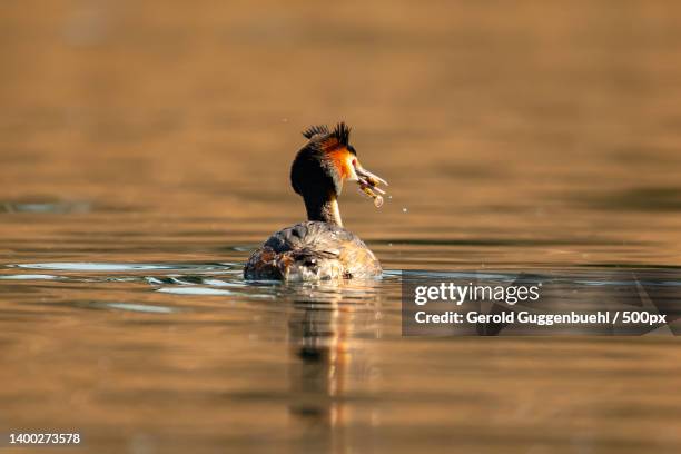 ducks swimming on lake,dietikon,switzerland - gerold guggenbuehl fotografías e imágenes de stock