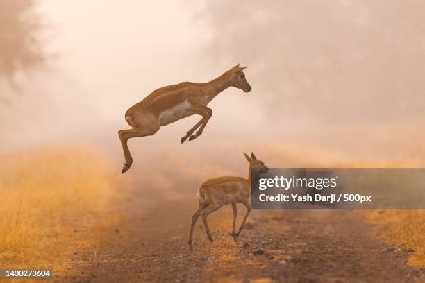 full length of deer jumping on empty road in foggy autumn - springbok deer fotografías e imágenes de stock