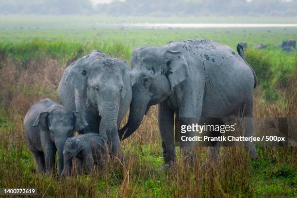 herd of elephants and calf grazing in tall grassland,kaziranga national park,india - kaziranga national park foto e immagini stock