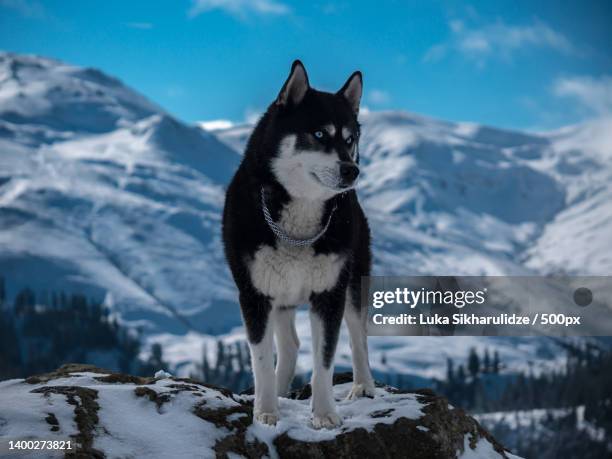 full length of sled purebred siberian husky standing on snow covered mountain against sky,georgia - siberian husky stock pictures, royalty-free photos & images