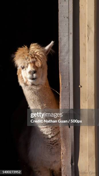 llama looking out from the stable - alpaca stock pictures, royalty-free photos & images