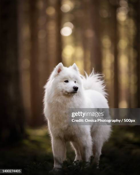 portrait of domestic dogs exploring nature during day - samojeed stockfoto's en -beelden