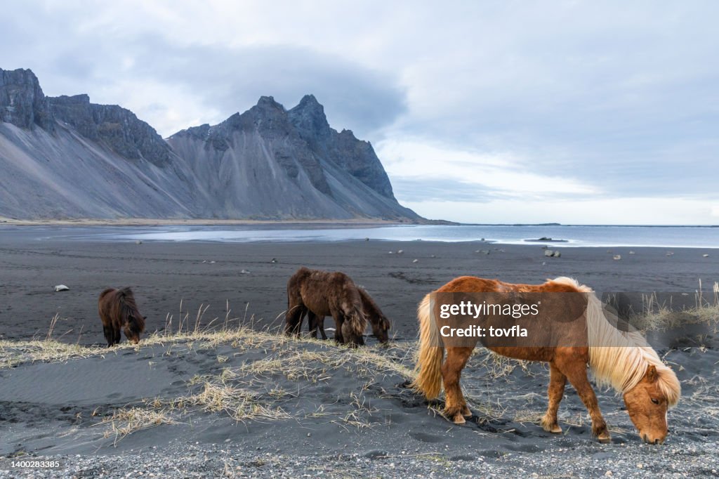 Islandpferde in Stokksnes Island Vestrahorn