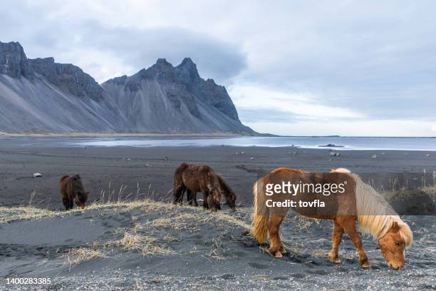 icelandic horses in stokksnes iceland vestrahorn - icelandic horse stock pictures, royalty-free photos & images