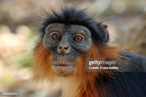 temminck's red colobus in bijilo forest park, the gambia - bijilo stock pictures, royalty-free photos & images