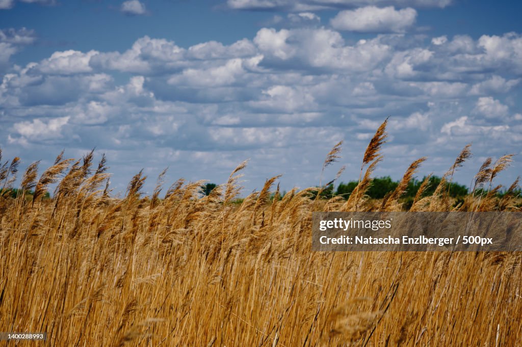 Scenic view of wheat field against sky,Oak Hammock Marsh,Canada