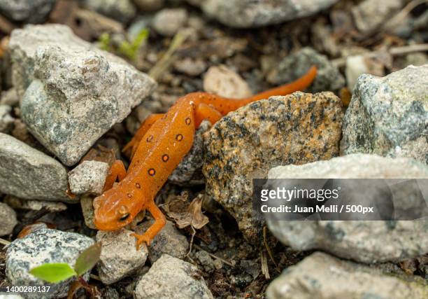 high angle view of crab on rock - salamandra fotografías e imágenes de stock