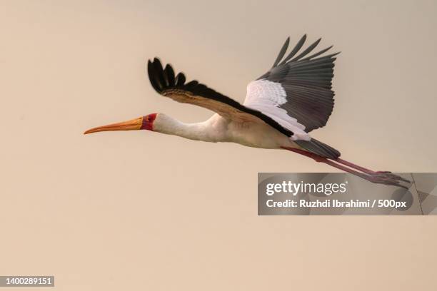 low angle view of stork flying against clear sky - stork stock pictures, royalty-free photos & images