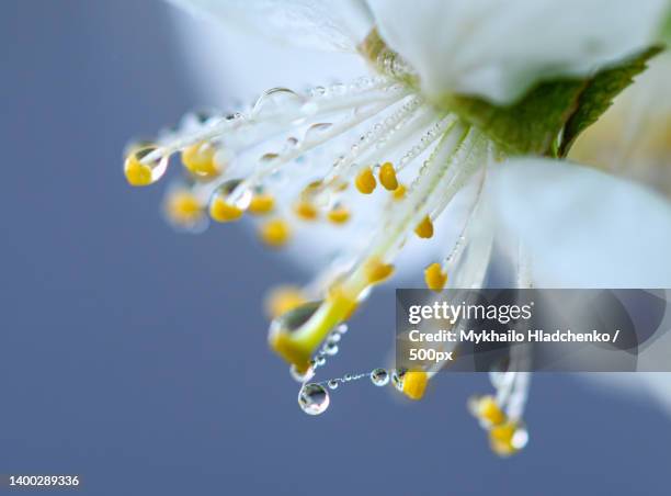 close-up of wet white flower,lviv,ukraine - pollen stock-fotos und bilder