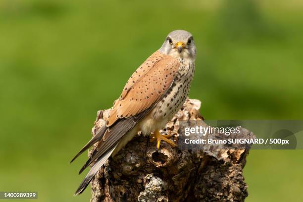 close-up of kestrel perching on branch,triaize,france - cernícalo fotografías e imágenes de stock