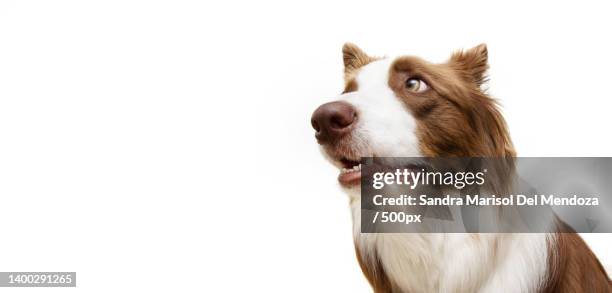 funny dog expression border collie with surprised face isolated on white background,girona,spain - brown dog stock pictures, royalty-free photos & images