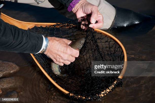 senior woman releasing a trout - releasing fish stock pictures, royalty-free photos & images