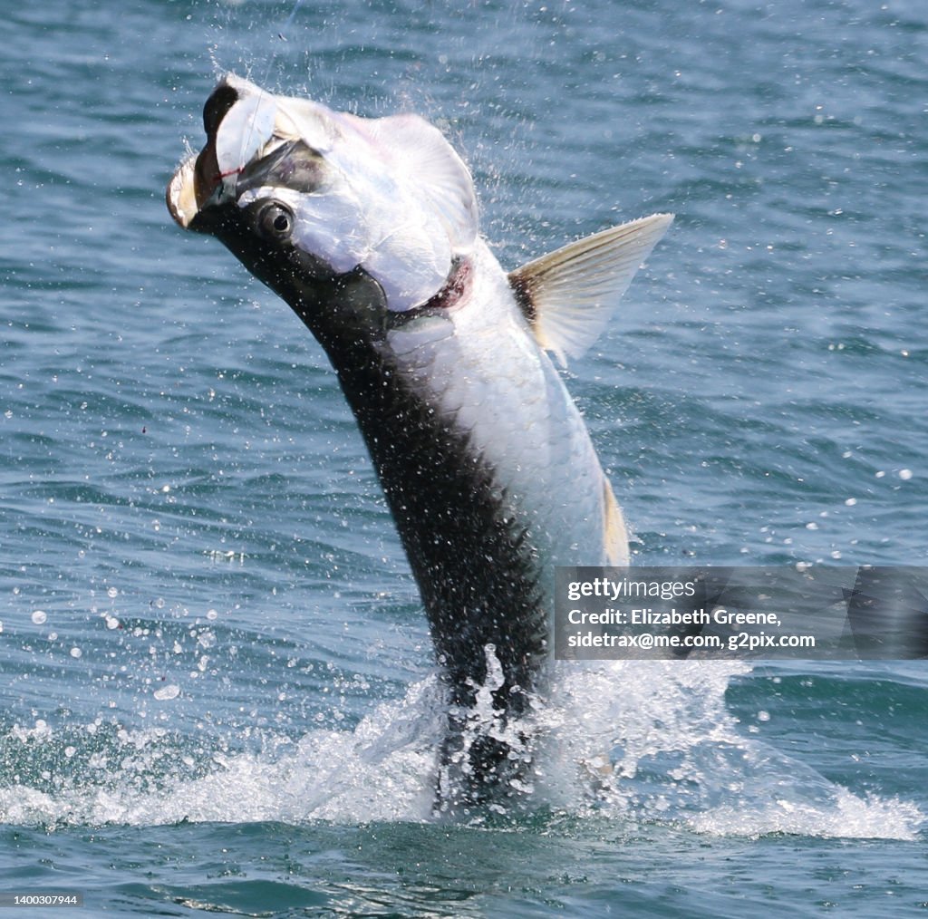 Saltwater fishing, catching big Tarpon.