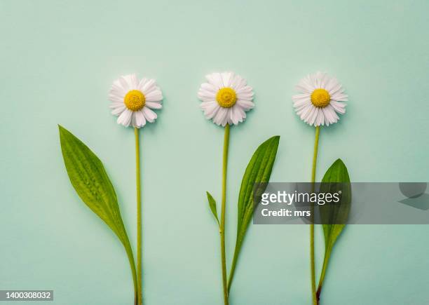 flowers - daisy stock pictures, royalty-free photos & images