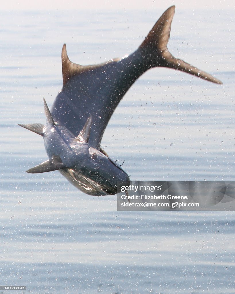 Big fish jumping, Catching Tarpon.