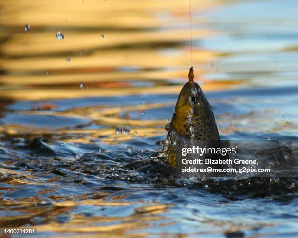 fly fishing, catching trout. - trout stock pictures, royalty-free photos & images