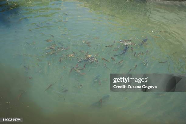 View of the water with fishes that indicates water purity that flows to the Small Danube on May 31, 2022 in Bratislava, Slovakia. Slovnaft,...