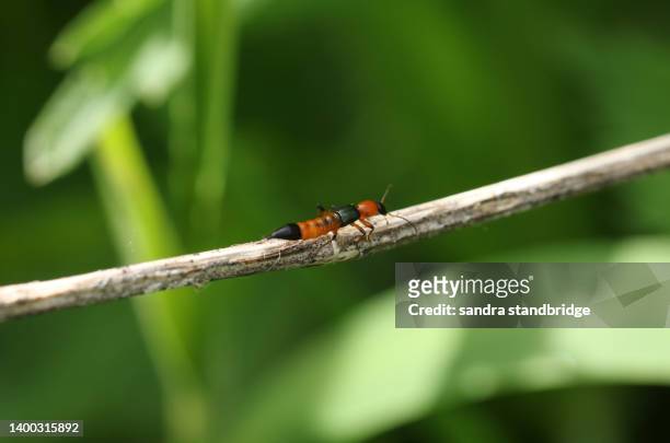 a rove beetle, paederus riparius, walking along a plant stem. - asnillo fotografías e imágenes de stock