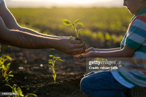 planta joven - sembrar fotografías e imágenes de stock