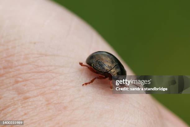a leaf beetle, chrysolina bankii, on a persons hand. - chrysolina stock pictures, royalty-free photos & images