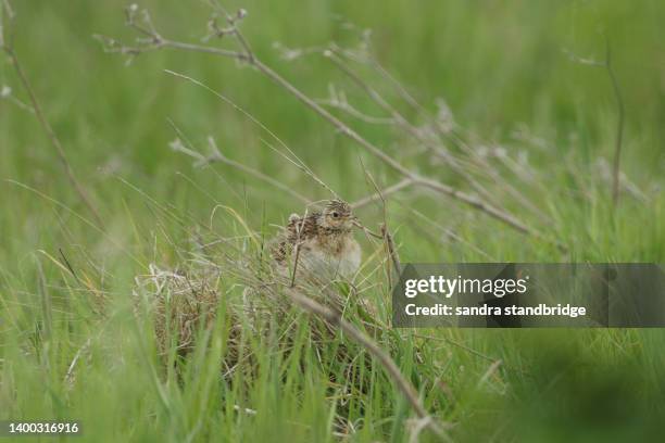 a skylark, alauda arvensis, sitting on a grassy mound near to where it is nesting. - alauda arvensis stock pictures, royalty-free photos & images
