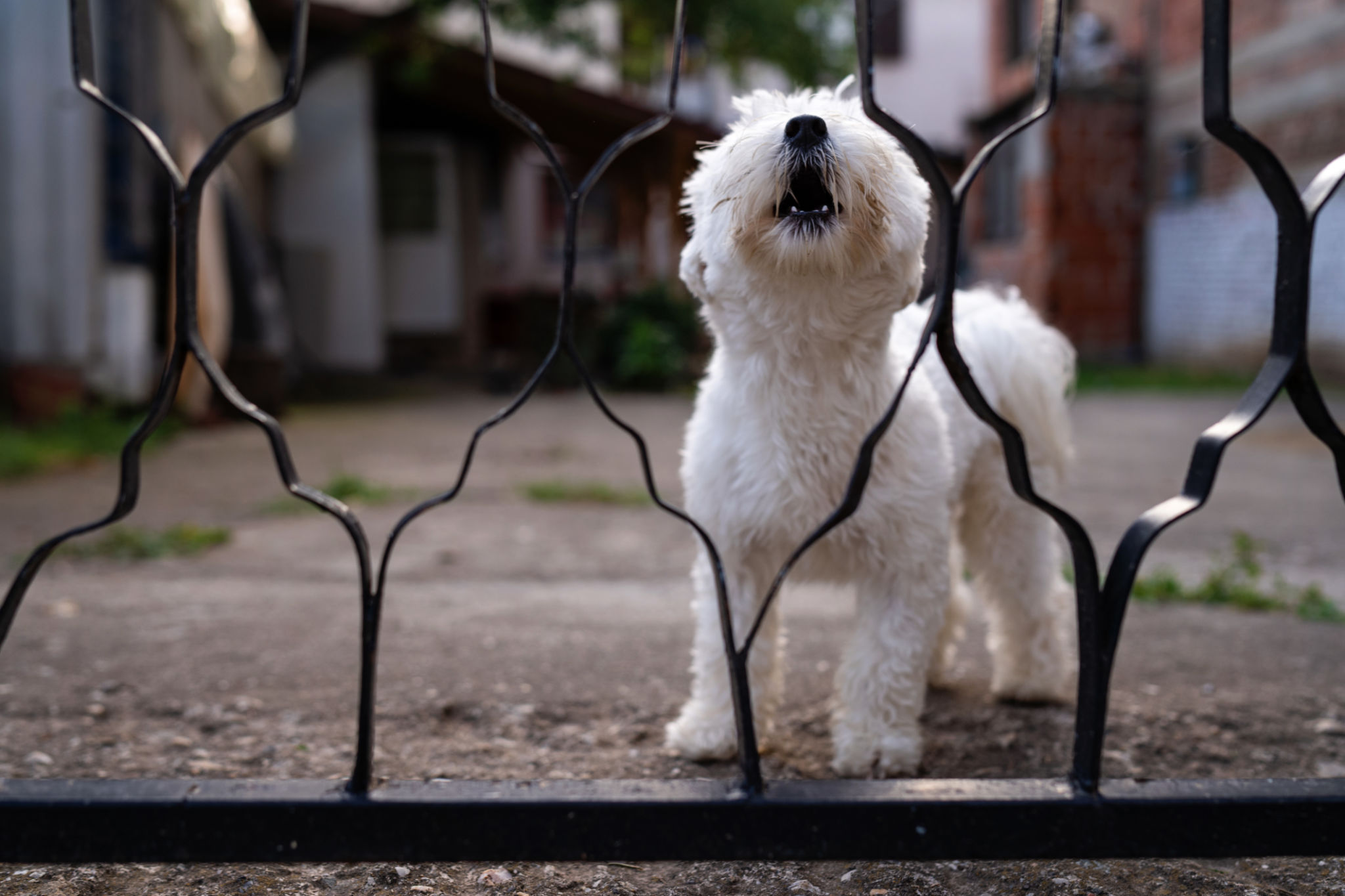 small dog barking