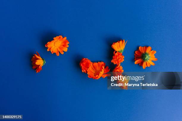 orange marigold on a blue background. floral background. medicinal medical herbs. - anther stockfoto's en -beelden