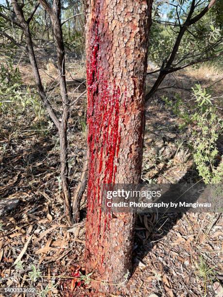 bloodwood gum tree - sap stock pictures, royalty-free photos & images