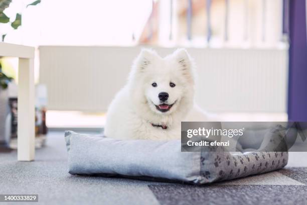 samoyed puppy lying on dog bed - samoyed stock pictures, royalty-free photos & images