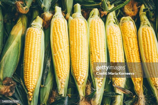 fresh corn cob. - maize fotografías e imágenes de stock