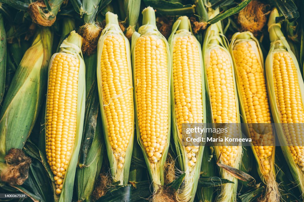 Fresh corn cob.