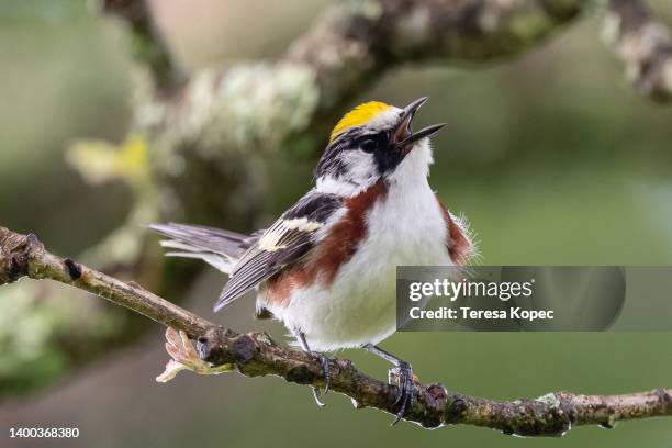 multi-colored chestnut warbler perched on branches off the blue ridge parkway in north carolina - zangvogels stockfoto's en -beelden