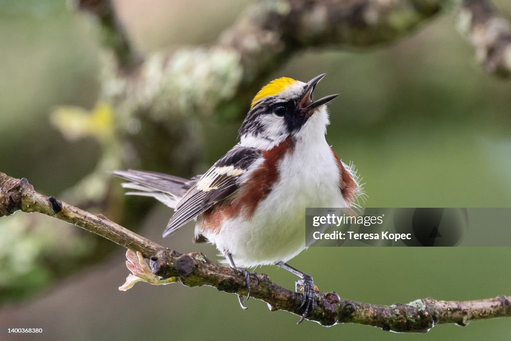 Multi-Colored Chestnut Warbler perched on branches off the Blue Ridge Parkway in North Carolina