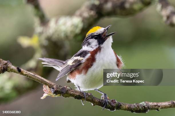 multi-colored chestnut warbler perched on branches off the blue ridge parkway in north carolina - sångf�ågel bildbanksfoton och bilder